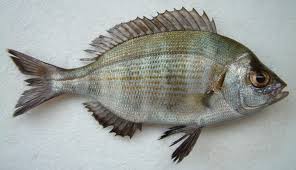 Image result for Spondyliosoma cantharus