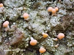 Attēlu rezultāti vaicājumam “Dibaeis baeomyces”