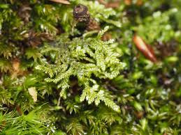 Attēlu rezultāti vaicājumam “Hypnum jutlandicum”