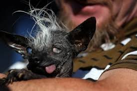 Image result for самая уродливая собака