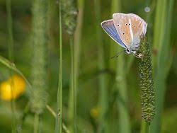 Attēlu rezultāti vaicājumam “Agrodiaetus damon underside”