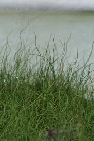 Attēlu rezultāti vaicājumam “Juncus inflexus”