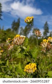 Attēlu rezultāti vaicājumam “Anthyllis maritima bud”