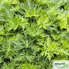 Attēlu rezultāti vaicājumam “Aconitum napellus leaf”