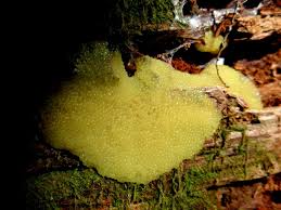 Attēlu rezultāti vaicājumam “Stemonitis flavogenita macro”