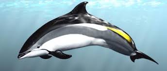 Image result for Leucopleurus acutus