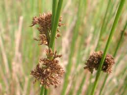 Attēlu rezultāti vaicājumam “Juncus conglomeratus fruit”