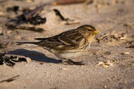 Image result for twite photo