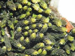 Attēlu rezultāti vaicājumam “Racomitrium canescens sporophyte”