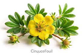 Attēlu rezultāti vaicājumam “Pentaphylloides fruticosa leaf”