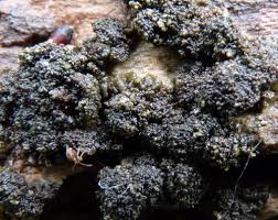 Attēlu rezultāti vaicājumam “Collema”