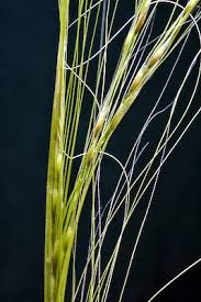 Attēlu rezultāti vaicājumam “Najas tenuissima leaf”
