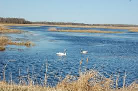 Attēlu rezultāti vaicājumam “Crex crex nest”