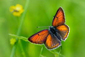 Attēlu rezultāti vaicājumam “Lycaena hippothoe”