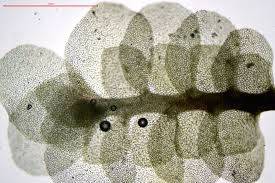 Attēlu rezultāti vaicājumam “Scapania undulata”