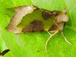 Attēlu rezultāti vaicājumam “Diachrysia tutti”