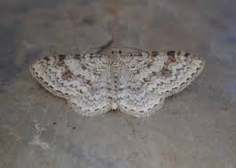 Attēlu rezultāti vaicājumam “Hydrelia sylvata”