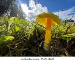 Attēlu rezultāti vaicājumam “Hygrocybe acutoconica”