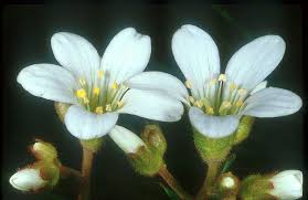 Attēlu rezultāti vaicājumam “Saxifraga granulata leaf”