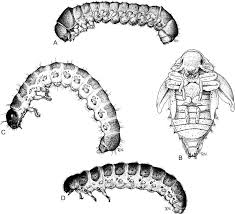 Attēlu rezultāti vaicājumam “Colymbetes paykulli”
