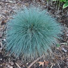 Attēlu rezultāti vaicājumam “Festuca polesica”