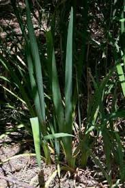 Attēlu rezultāti vaicājumam “Iris pseudacorus leaf”