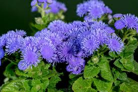 Image result for Ageratum houstonianum
