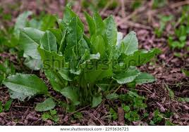 Attēlu rezultāti vaicājumam “Rumex acetosa leaf”