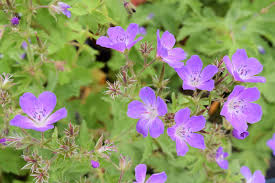 Attēlu rezultāti vaicājumam “Geranium sylvaticum”