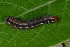 Attēlu rezultāti vaicājumam “Eupsilia transversa”