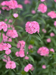 Image result for Dianthus barbatus