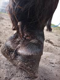 Image result for "proud flesh"