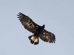 Attēlu rezultāti vaicājumam “Aquila chrysaetos”