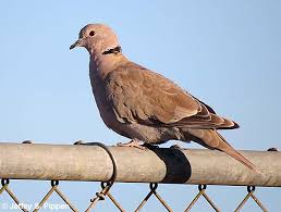 Attēlu rezultāti vaicājumam “Streptopelia decaocto”