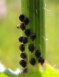 Attēlu rezultāti vaicājumam “Aphis jacobaeae”