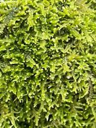 Attēlu rezultāti vaicājumam “Lepidozia reptans”