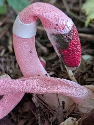 Attēlu rezultāti vaicājumam “Mutinus ravenelii”