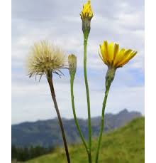 Attēlu rezultāti vaicājumam “Leontodon autumnalis”