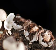 Attēlu rezultāti vaicājumam “Diderma testaceum”