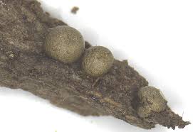 Attēlu rezultāti vaicājumam “Lycogala miserum sessile”