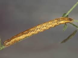 Attēlu rezultāti vaicājumam “Lygephila viciae”