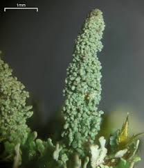 Attēlu rezultāti vaicājumam “Cladonia parasitica”