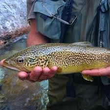 Image result for Salmo marmoratus