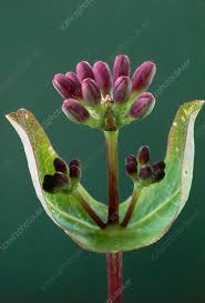 Attēlu rezultāti vaicājumam “Lonicera xylosteum bud”