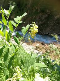 Attēlu rezultāti vaicājumam “Lathyrus laevigatus”