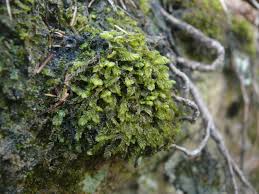 Attēlu rezultāti vaicājumam “Plagiochila porelloides”