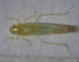 Attēlu rezultāti vaicājumam “Edwardsiana geometrica”