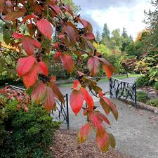 Attēlu rezultāti vaicājumam “Hamamelis japonica leaf”