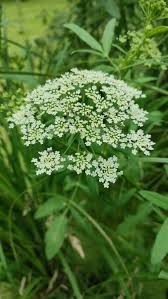 Attēlu rezultāti vaicājumam “Sium latifolium”