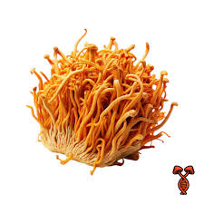 Attēlu rezultāti vaicājumam “Cordyceps stylophora”
